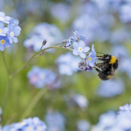 една земна пчела, заета с опрашването на куп миозотис, известен като „не ме забравяй“, диво цвете, изобилстващо в Обединеното кралство в началото на летните месеци