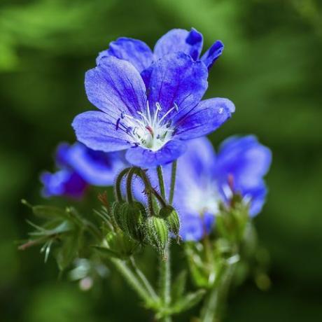 кадър отблизо на издръжливо, синьо майско цвете от здравец, растящо в сенчеста част на градината