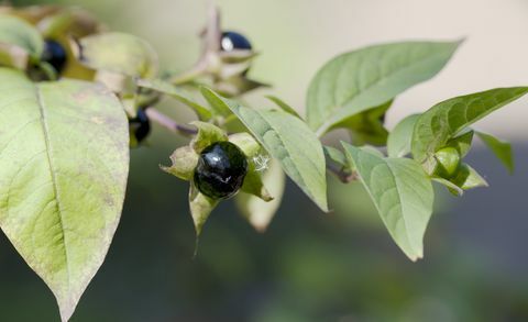 Смъртоносно зърно (Atropa bella-donna) Бери