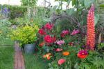 8 най-добри цъфтящи растения за цветен градински дисплей