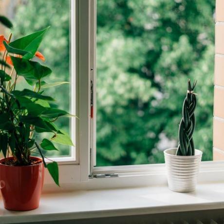 саксийни растения на перваза на прозореца с отворен прозорец