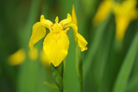 Жълт ирис (Iris pseudacorus)