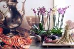 3 вида орхидеи, които всеки любител на цветя има в дома си