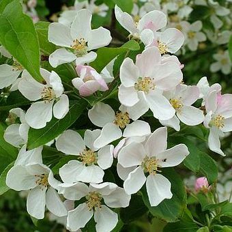 Crab Apple 'Evereste'