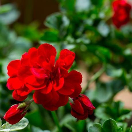 растение пеларгония с тъмночервени цветя, естествено антисептично растение, което почиства въздуха отблизо пеларгониум peltatum резници, известни като каскаден здравец, селективен фокус