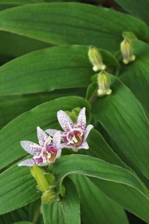 жаба лилия tricyrtis hirta известна още като космат жаба лилия друго научно наименование е tricyrtis japonica