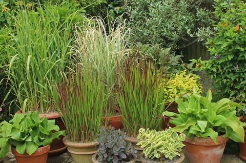 Декоративни треви в саксии с вътрешен двор, включително Мискантус и Императа. Растението на Момента за Асоциацията на градинарските търговски обекти за август.