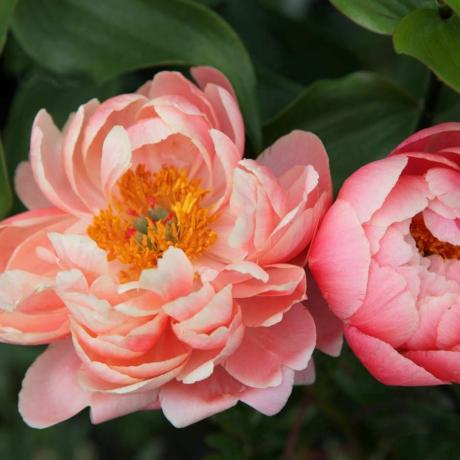 Paeonia 'Coral Charm'