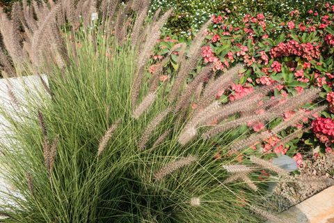Pennisetum - декоративна трева