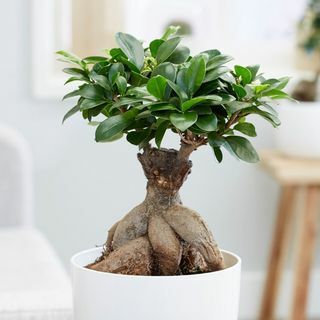 Ficus microcarpa " Женшен"