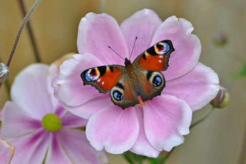 Peacock_Andrew Cooper, Запазване на пеперуди