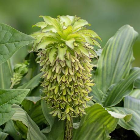 тропически растения, eucomis bicolor