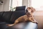 Топ 10 неща, които собствениците на кучета правят, когато оставят домашния си любимец у дома сам