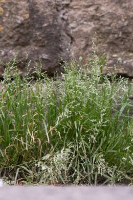 обилна разпръсната трева в семейството poaceae, цъфтяща до стена в британската провинция