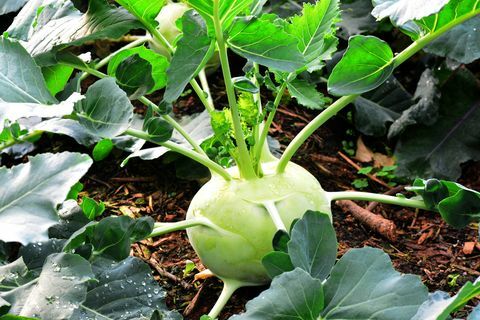 Kohlrabi, ресни вкоренено зеле