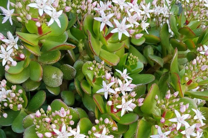 crassula ovata ovata, известна още като растение нефрит, растение късмет, парично растение или парично дърво