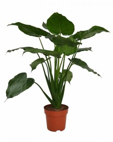 Стайно растение Alocasia Cuculata