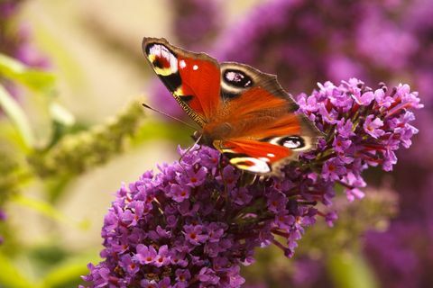 Паунова пеперуда, хранеща се с Buddleia в моята градина Калвър, Национален парк Peak District, Дербишир