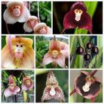 Тези редки орхидеи изглеждат като маймунски лица и можете да си купите семената