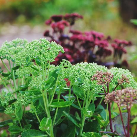 гранични растения, различни hylotelephium spectabile sedum, засадени заедно в лятна градина лилави императорски, брилянтни и matrona sedums