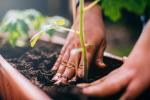 7 съвета за успех в градинарството