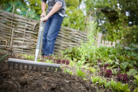 Градинарят използва метална рейка, за да изглади освободен пластир на повдигнато легло в зеленчукова градина преди засаждането на нови семена.