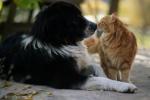 Обичат ли ви котките или кучетата - как котките и кучетата се чувстват любов