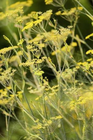 Fennel Herb in Bloom. Кухненска градина