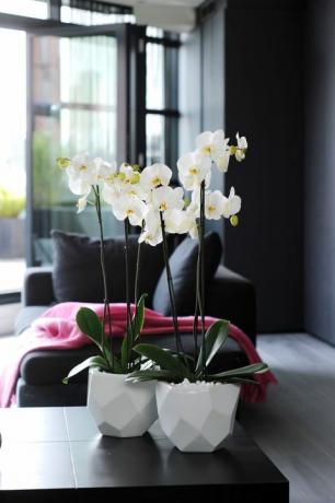 Орхидеи - Международен ден на орхидеята