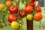 Как да отглеждаме домати