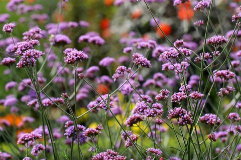 градинско растение verbena bonariensis, идеално за контейнери