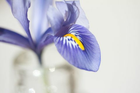 Макро снимка на свеж син ирис във ваза