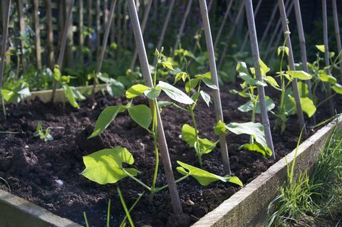 Runner Beans