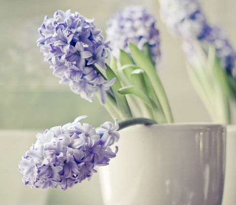 Purple Hyacinth цветя в мек сив съд