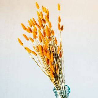 Сушена оранжева трева от заешка опашка