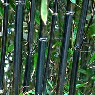 Черен бамбук Phyllostachys nigra