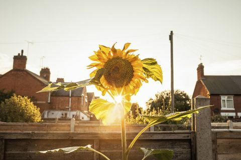 Градинска слънчогледова градина по залез слънце