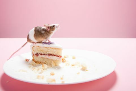 Мишка и резен торта в чиния