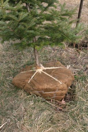 Кореново топче в грапа от пресадено вечнозелено дърво