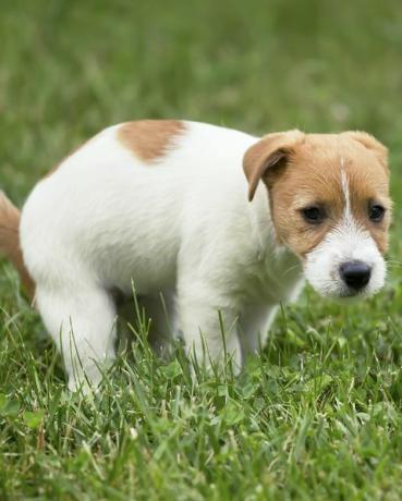 сладко кученце от домашно куче джак ръсел, което прави тоалетната си, ака в тревата