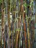 Как да отглеждаме бамбук