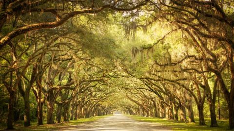 Исторически обект Wormsloe