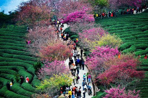Черешови дървета в чаена плантация в град Йонфу в Лонгян, Китайска провинция Фуджиан