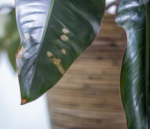 пожълтяване на петна по листата на стайни растения болнични растения дехидратация на растение чрез даване на твърде малко вода