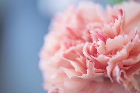 Затворете розово цвете карамфил