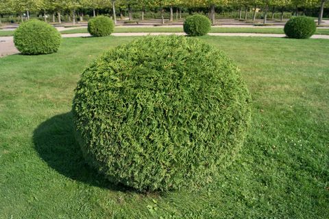 Храст туя ориенталис под формата на топкари градина с топка. Закръглено вечнозелено декоративно дърво