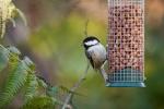 Как да привлечем птици към градината си тази зима