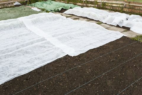 Листа за защита от замръзване в градина: Бяло тъкано синтетично руно, покриващо нежни млади зеленчукови растения по време на късна пролетна слана.