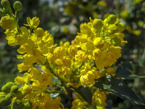 Мек фокус ярко жълт цвят на пролетни цветя Mahonia Aquifolium срещу тъмнозеленото растение. Прекрасен естествен фон за всяка идея.