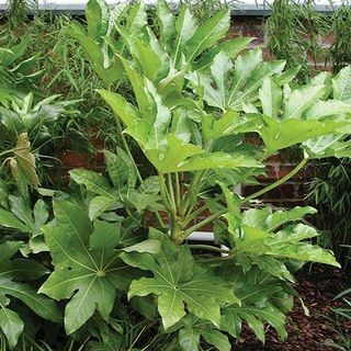 Fatsia japonica - японска аралия